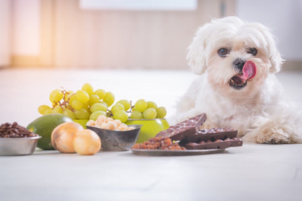Aliments toxiques pour chiens