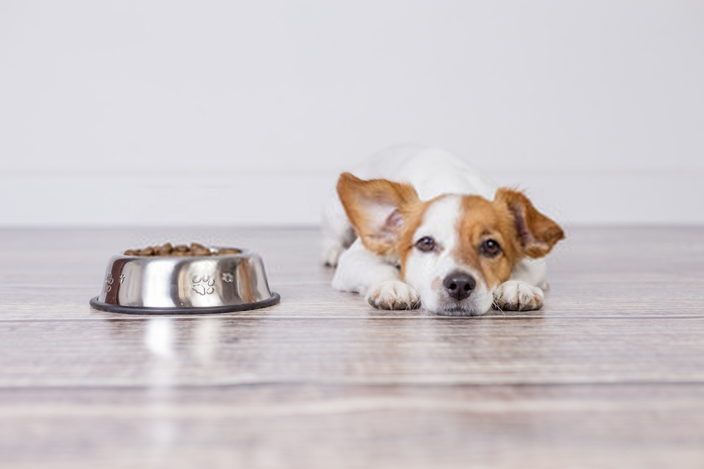 Combien de temps un chien peut-il rester sans manger ?
