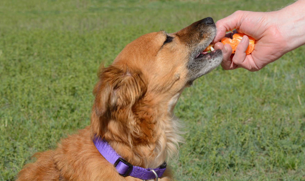 un chien peut il manger des oranges