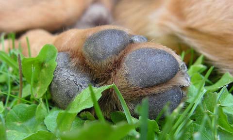 Combien de temps pour que les coussinets des pattes d'un chien guérissent ?