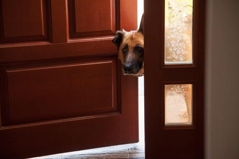 Pourquoi mon chien ne me laisse-t-il pas fermer la porte