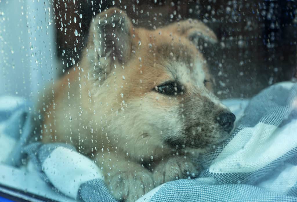 Pourquoi mon chien se comporte-t-il bizarrement quand il pleut ?