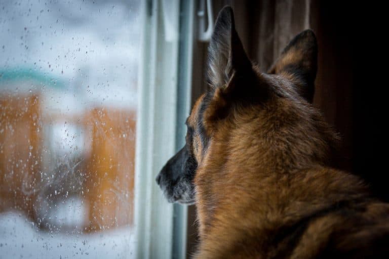 7 raisons pour lesquelles votre chien aboie quand il pleut