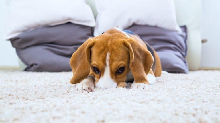 Pourquoi certains chiens se frottent le visage sur le tapis après avoir mangé