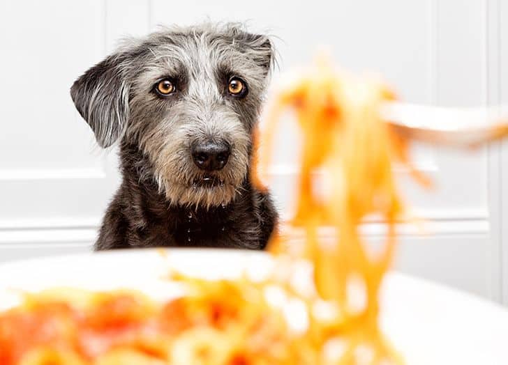 Pourquoi les chiens bavent-ils quand ils voient de la nourriture ?