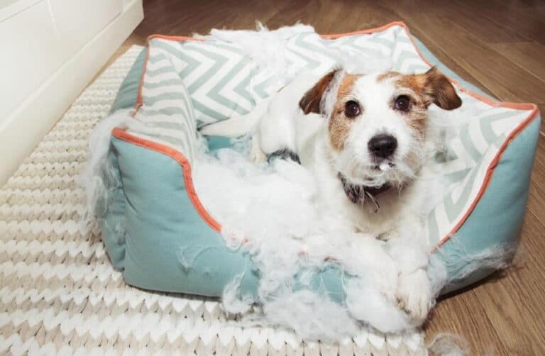 Pourquoi les chiens déchirent-ils leur lit ?
