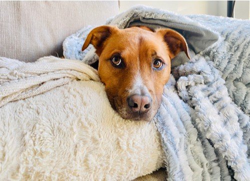Pourquoi les chiens grignotent-ils les couvertures ?