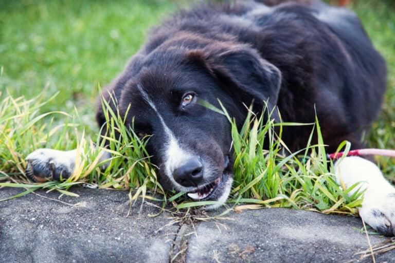 Pourquoi les chiens lèchent-ils l'herbe ? [Devez-vous vous inquiéter ?]