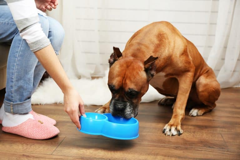 Pourquoi mon chien mange-t-il du plastique ? Est-ce malsain ?