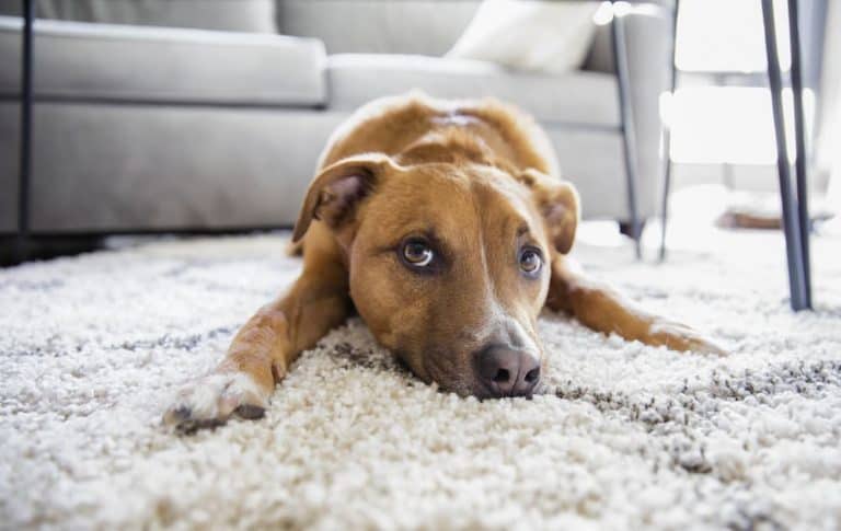 Pourquoi mon chien mange-t-il du tapis ? Et comment le faire cesser