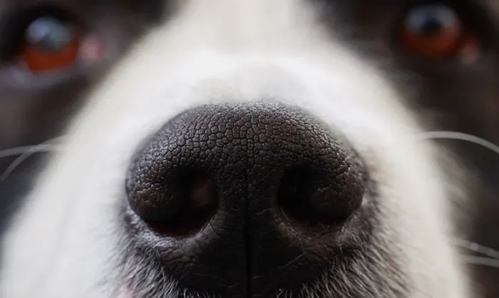 Comment soigner une coupure sur le nez d'un chien ?