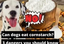 Les chiens peuvent-ils manger de la fécule de maïs