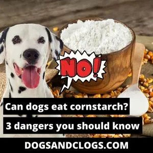 Les chiens peuvent-ils manger de la fécule de maïs