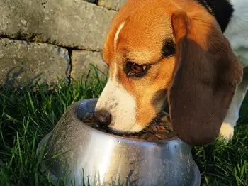 10 meilleurs aliments pour chiens pour Basset Hounds