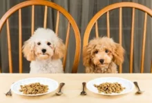 10 meilleurs endroits pour acheter de la nourriture pour chiens