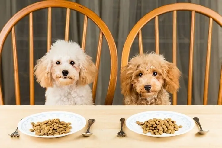 10 meilleurs endroits pour acheter de la nourriture pour chiens
