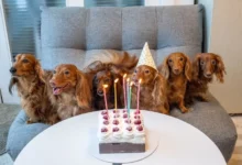 10 recettes de cupcakes maison pour chien