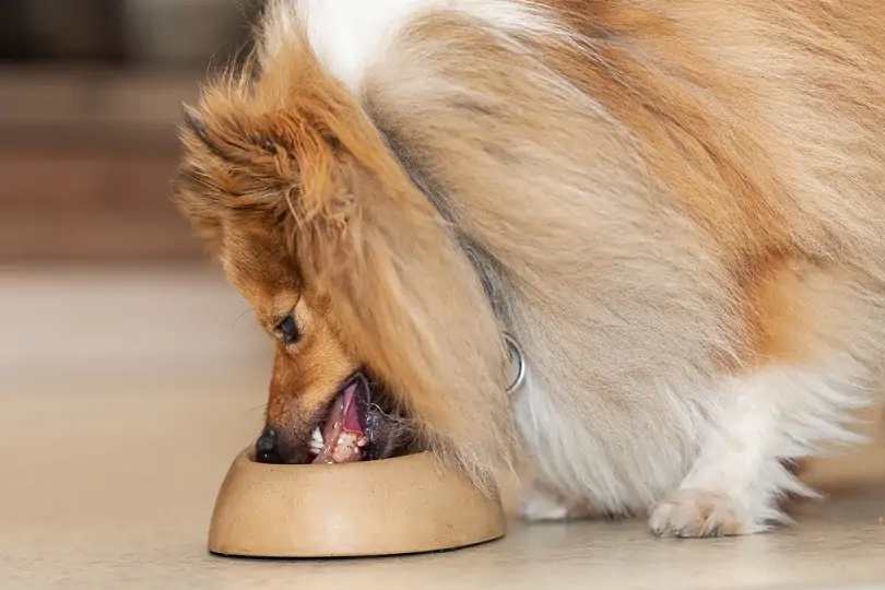 10 recettes de nourriture maison pour chiens diabétiques