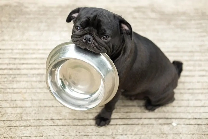 10 recettes maison de nourriture pour chiens sans céréales