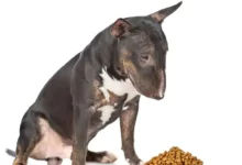 11 meilleurs aliments pour chiens pour les Bull Terriers