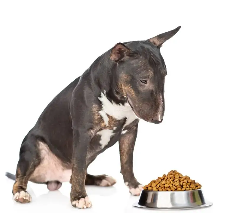 11 meilleurs aliments pour chiens pour les Bull Terriers