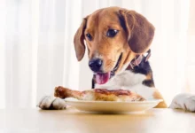 5 recettes d'aliments cétogènes maison pour chiens