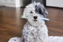 5 recettes maison de dentifrice pour chien que vous pouvez essayer dès aujourd'hui !