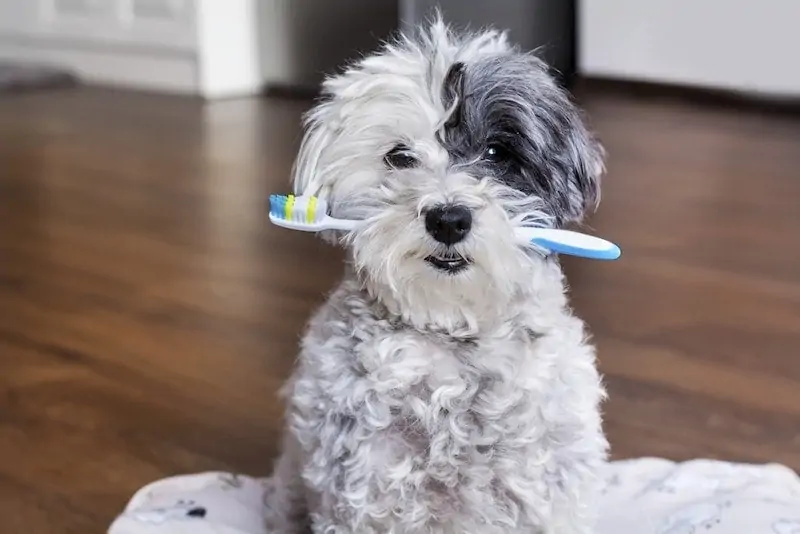 5 recettes maison de dentifrice pour chien que vous pouvez essayer dès aujourd'hui !