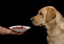 7 avantages pour la santé du régime alimentaire cru pour chiens