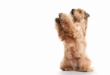8 meilleurs aliments pour chiens pour Wheaten Terriers