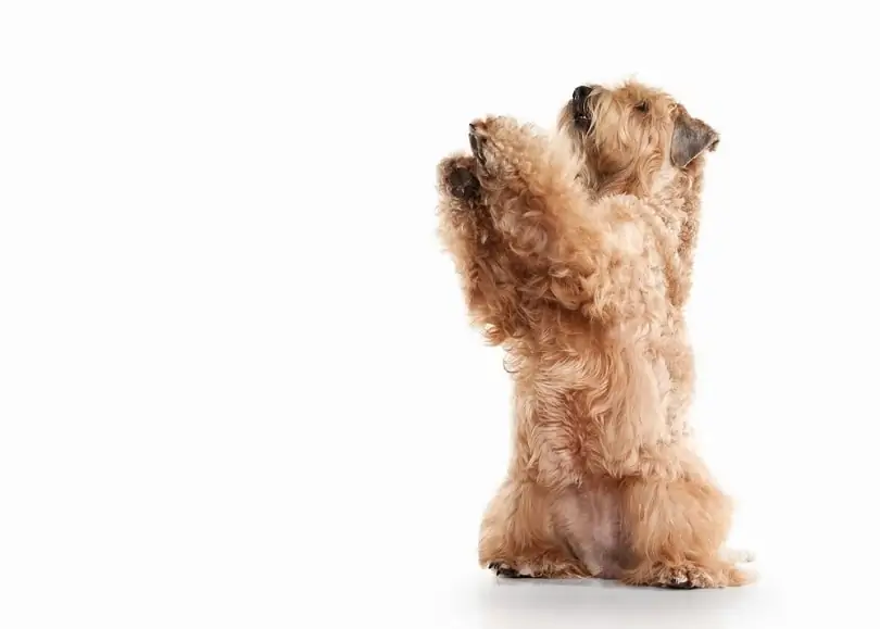8 meilleurs aliments pour chiens pour Wheaten Terriers