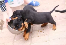 9 meilleurs aliments pour chiens pour Rottweilers