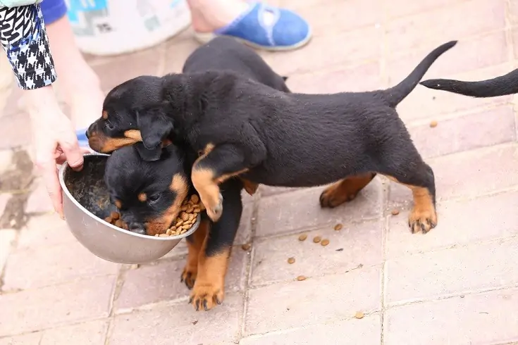 9 meilleurs aliments pour chiens pour Rottweilers