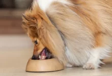 9 meilleurs aliments pour chiens sans levure