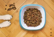 Comment changer les aliments pour chiens