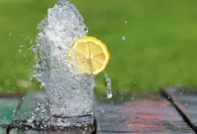 Les chiens peuvent-ils boire de l'eau citronnée