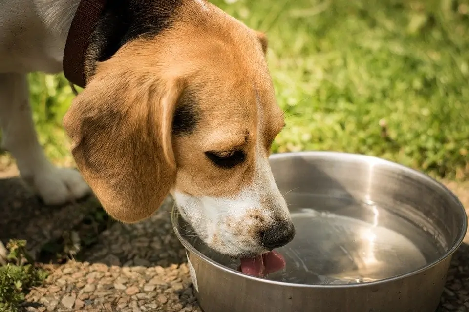 Les chiens peuvent-ils boire de l'eau glacée