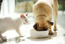 Les chiens peuvent-ils manger de la nourriture pour chat