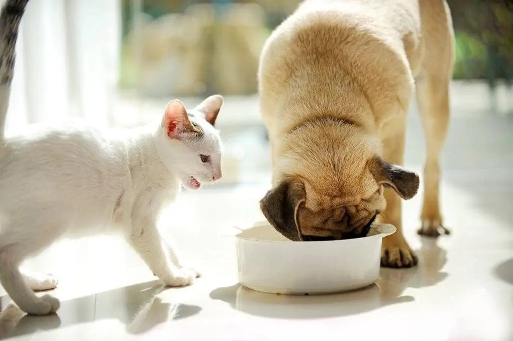 Les chiens peuvent-ils manger de la nourriture pour chat