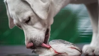 Les chiens peuvent-ils manger de la peau de saumon