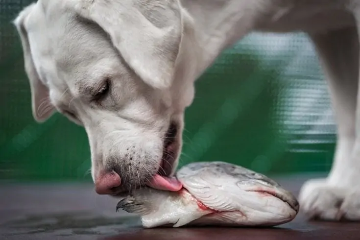 Les chiens peuvent-ils manger de la peau de saumon