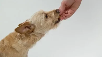 Les chiens peuvent-ils manger des amandes