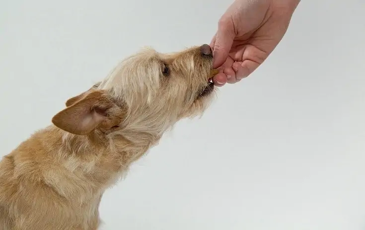 Les chiens peuvent-ils manger des amandes