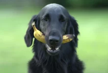 Les chiens peuvent-ils manger des bananes