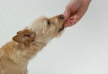 Les chiens peuvent-ils manger des cacahuètes