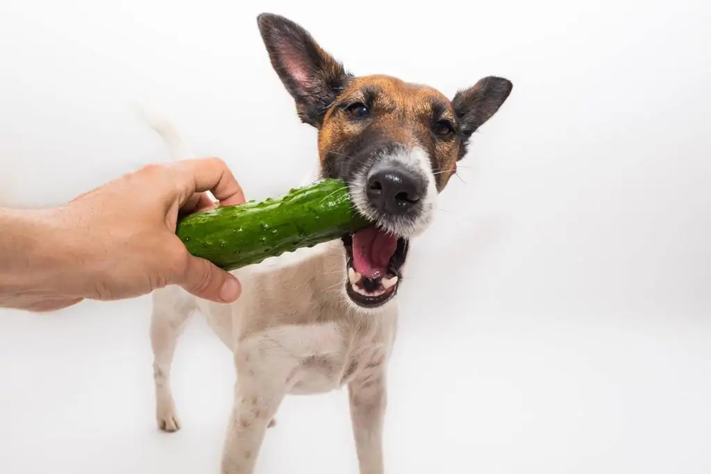 Les chiens peuvent-ils manger des concombres