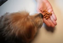 Les chiens peuvent-ils manger des coquilles de cacahuètes