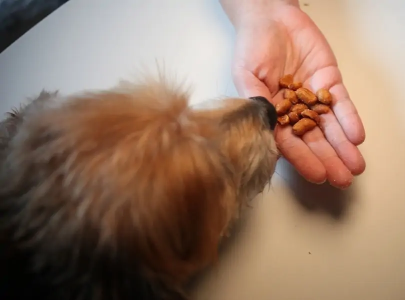 Les chiens peuvent-ils manger des coquilles de cacahuètes