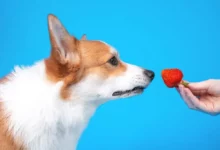 Les chiens peuvent-ils manger des fraises