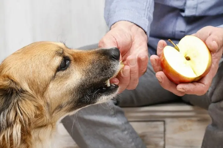 Les chiens peuvent-ils manger des pommes